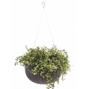 ����� ��������� COZY Planter S 3,2L (���������)
